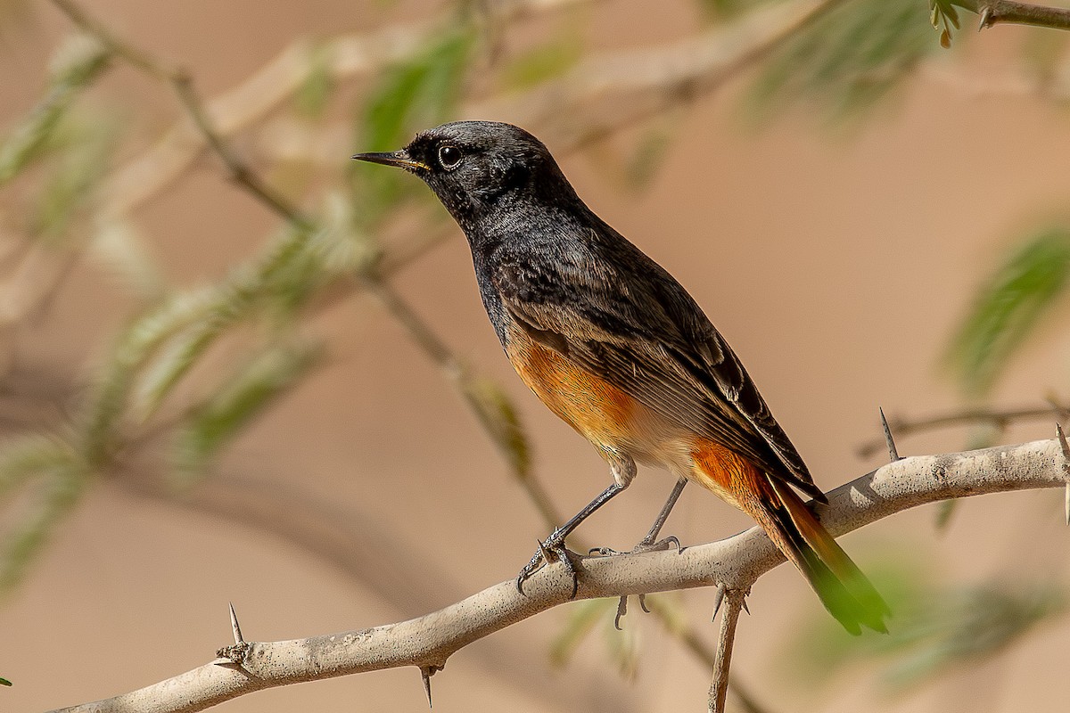 Black Redstart - ML624210938