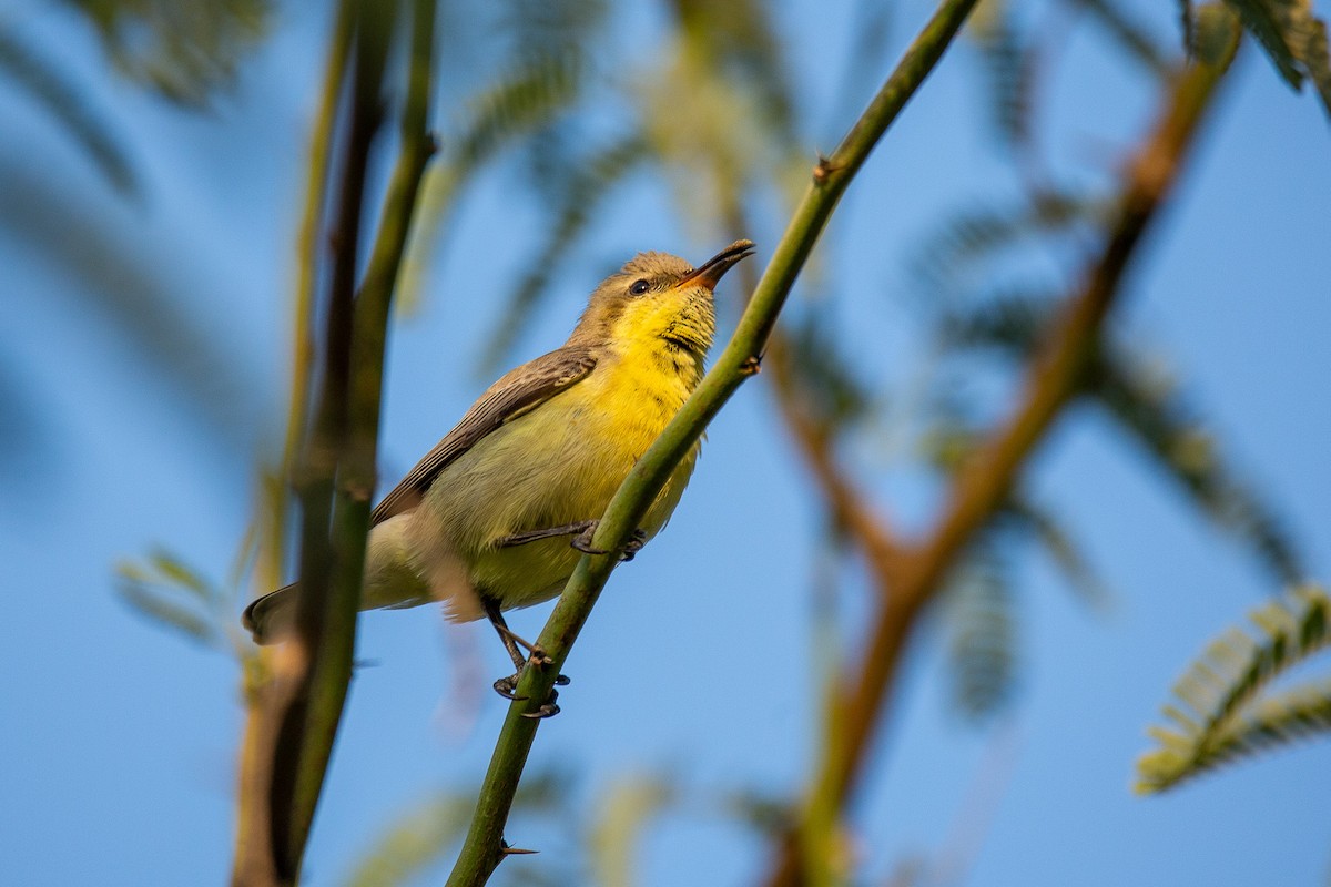 Souimanga asiatique - ML624210939