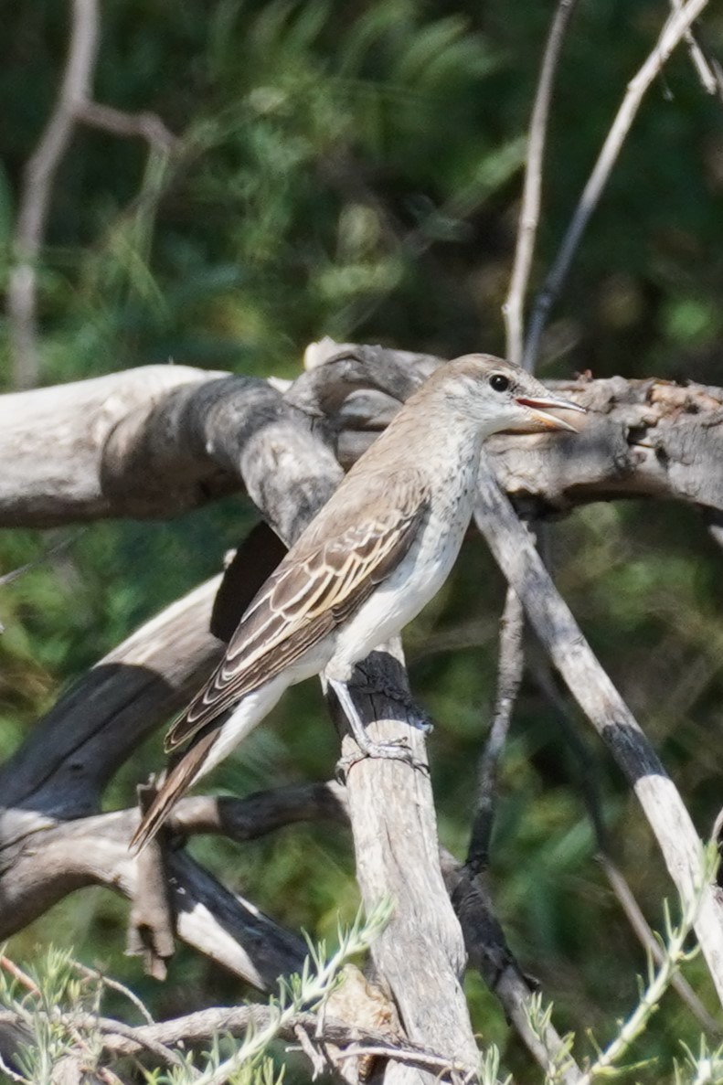 Rufous Songlark - ML624210951