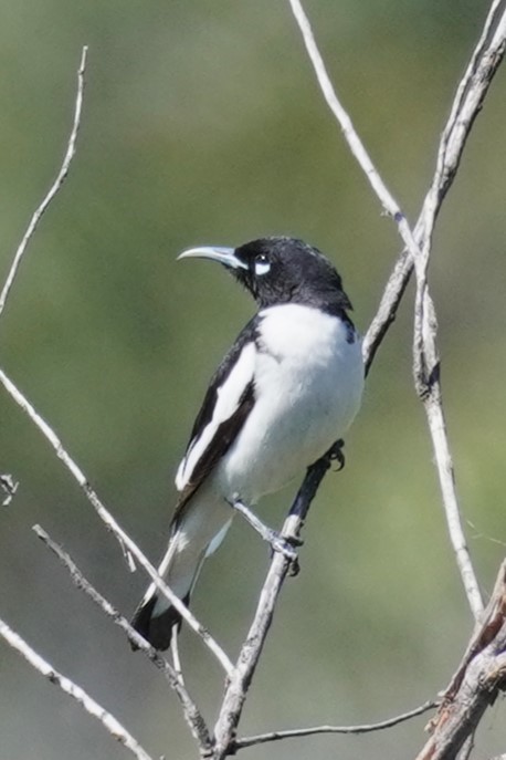 Pied Honeyeater - ML624210956