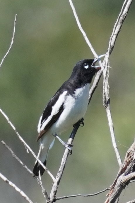 Pied Honeyeater - ML624210957