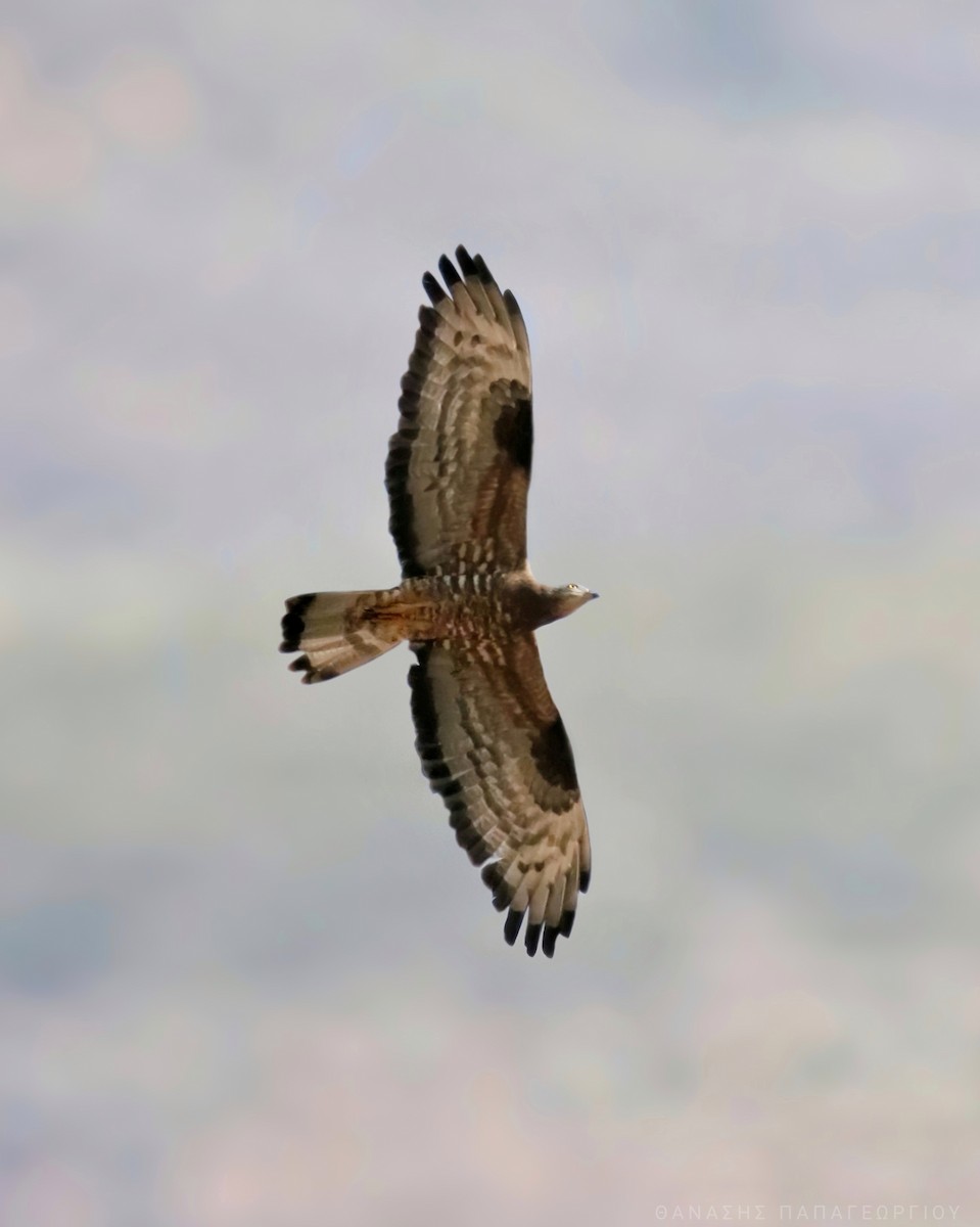 European Honey-buzzard - ML624210958