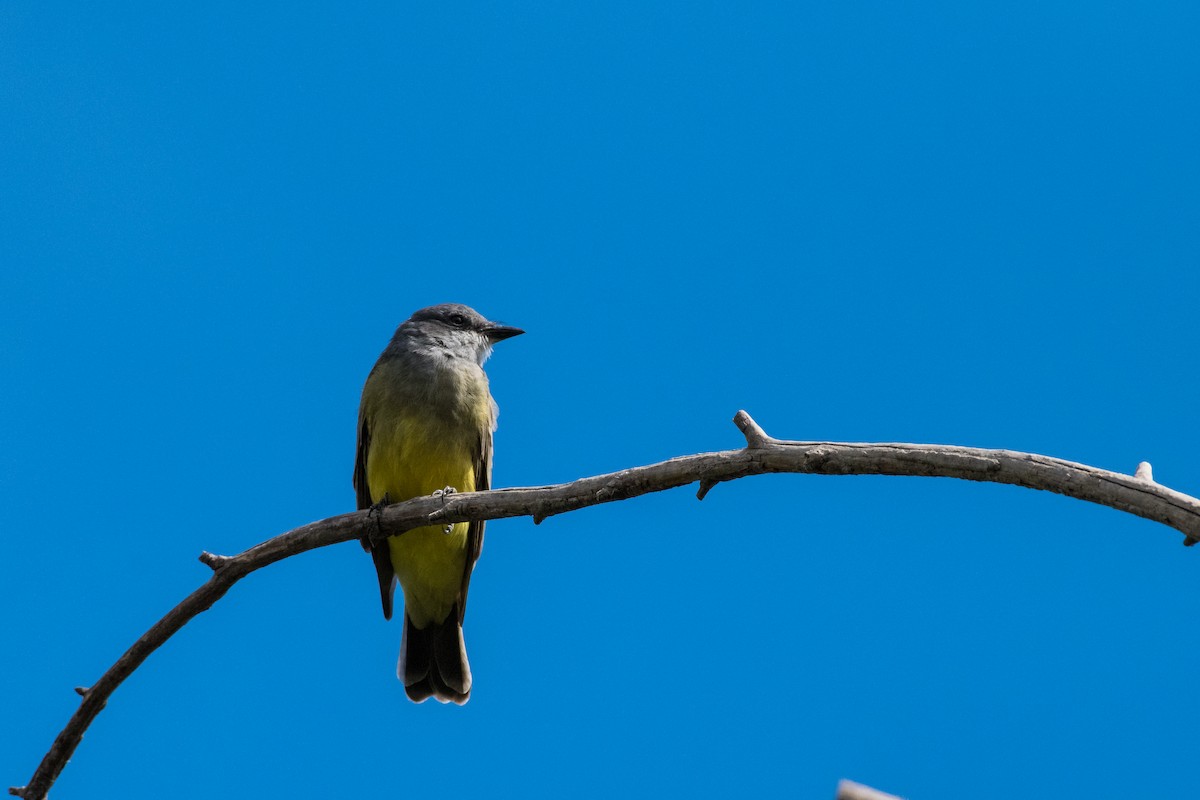 Western Kingbird - Javier Eduardo  Alcalá Santoyo