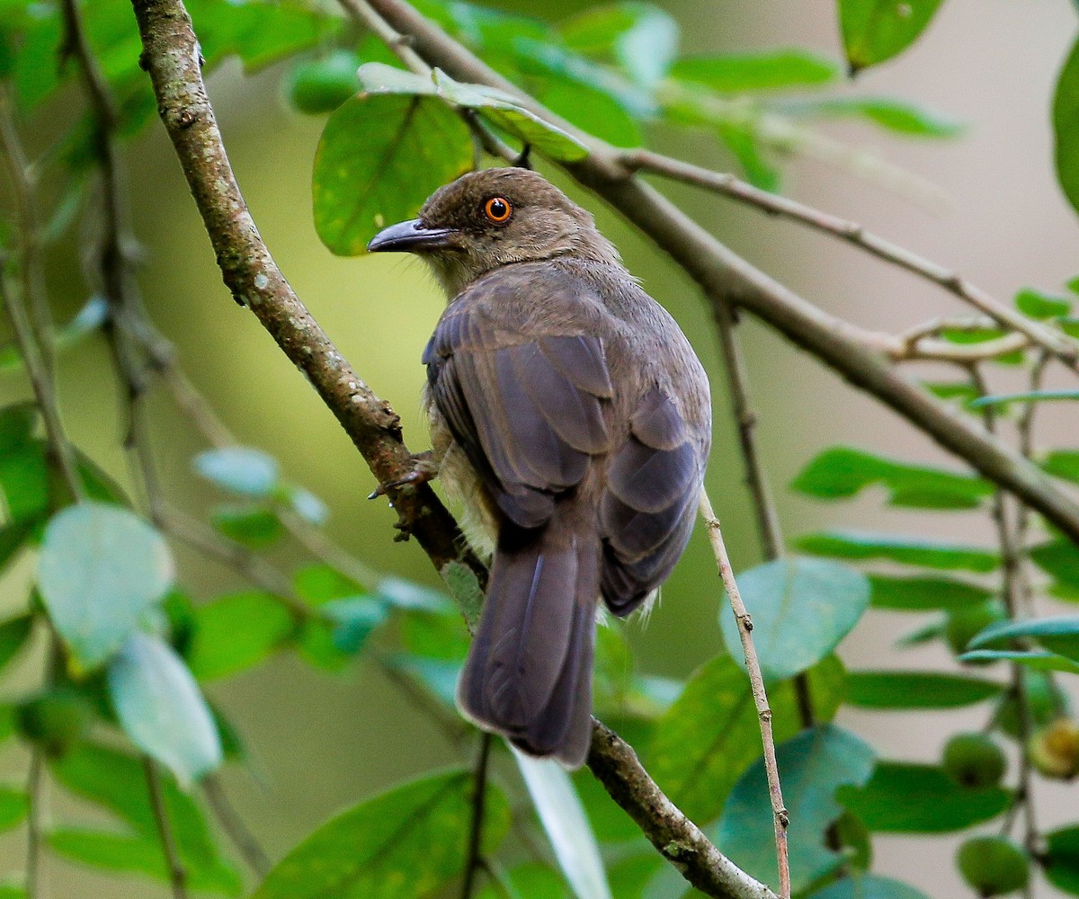 Red-eyed Bulbul - ML624210967