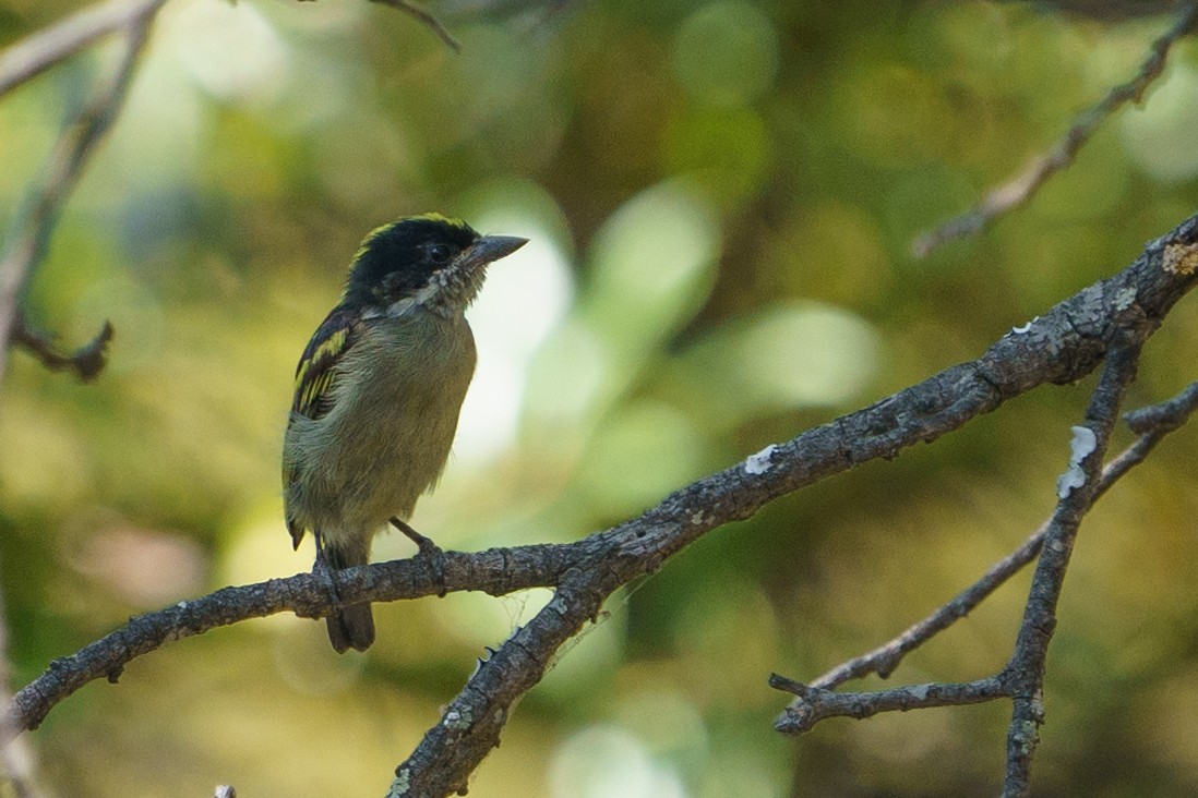 Western Tinkerbird (Angola) - ML624210970