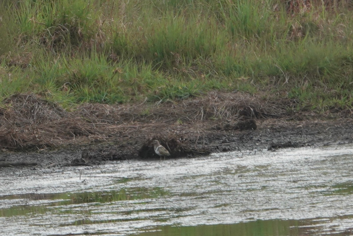 Australian Painted-Snipe - ML624210974