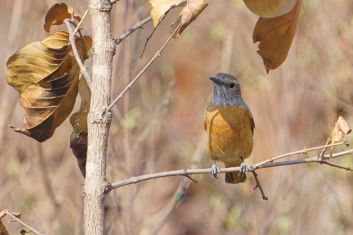 Miombo Rock-Thrush - ML624210977