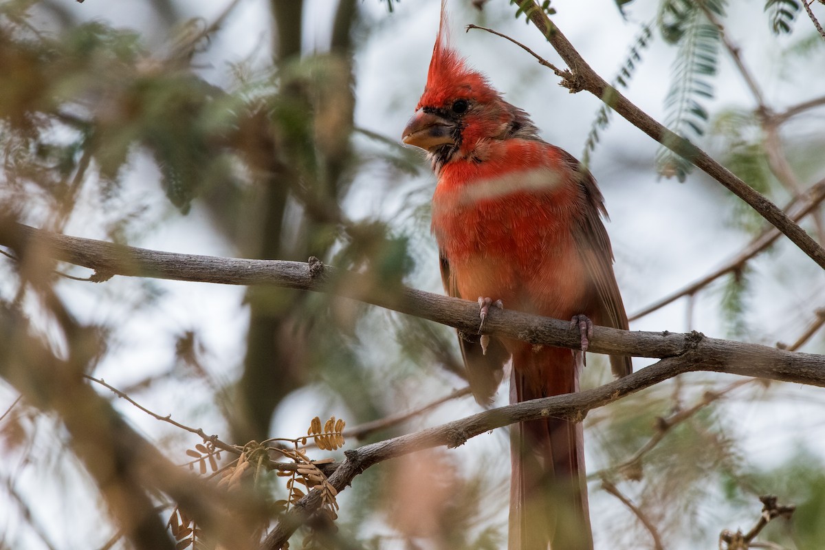 Cardinal rouge - ML624210982