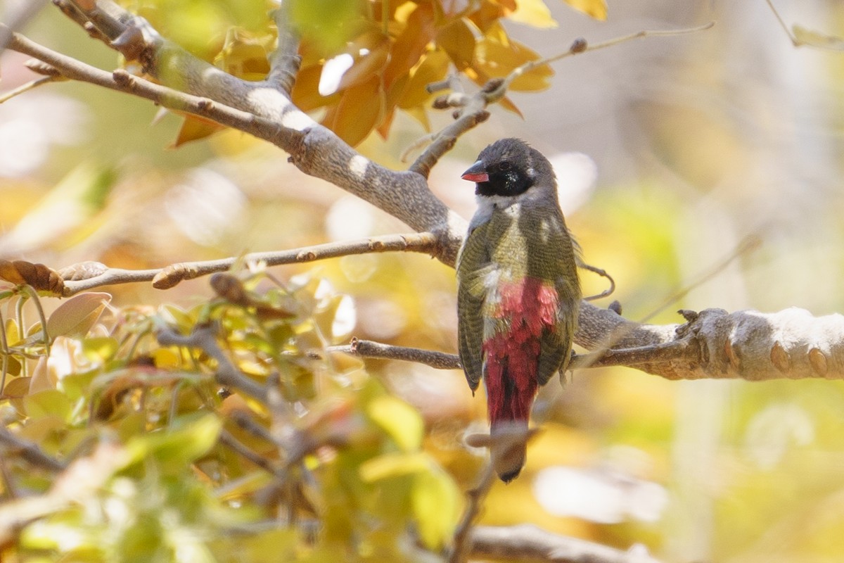 Angola Waxbill - ML624210985