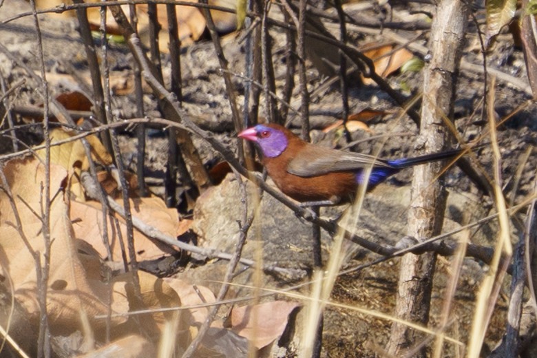 Violet-eared Waxbill - ML624210987