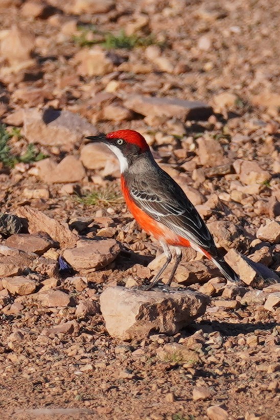 Crimson Chat - Ellany Whelan