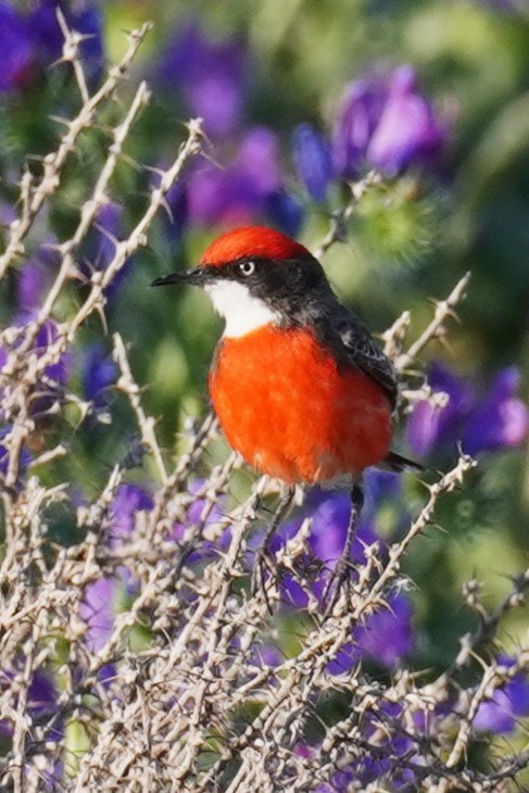 Crimson Chat - Ellany Whelan