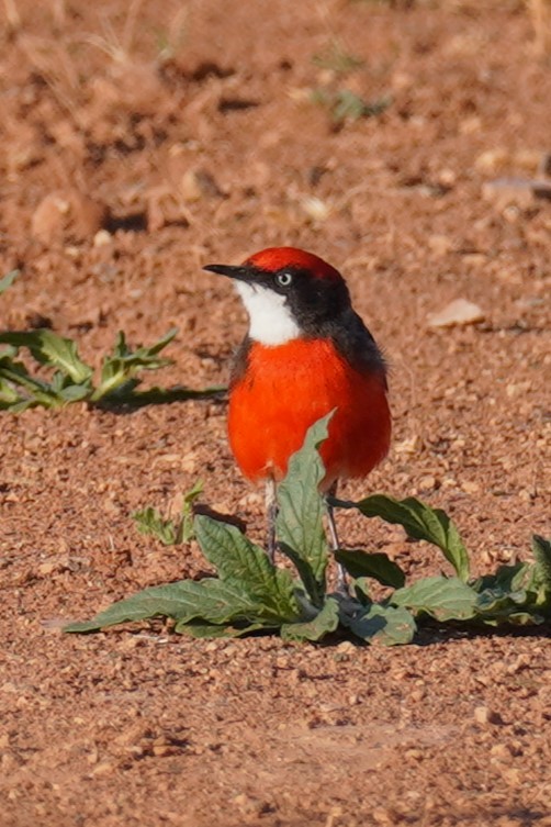 Crimson Chat - ML624210997