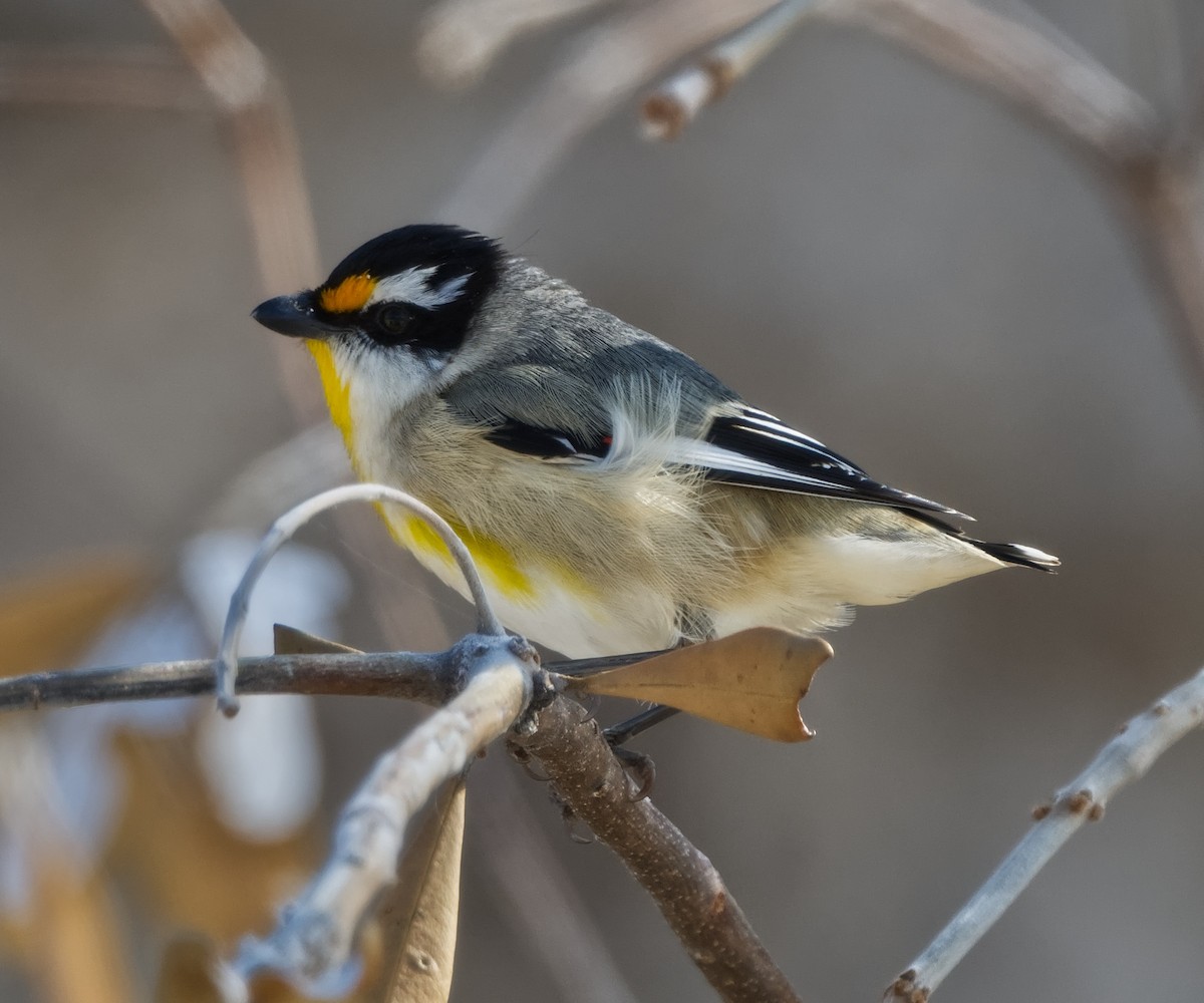 Striated Pardalote (Black-headed) - Steven McBride