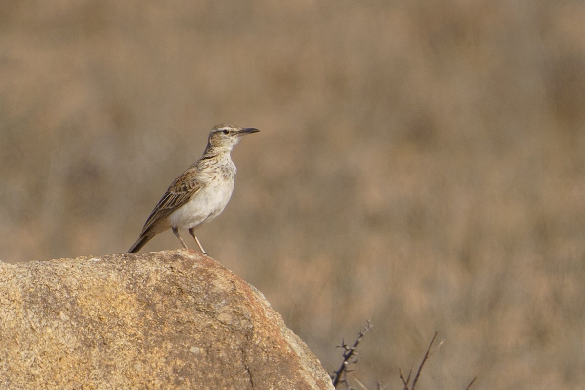 Karoo Long-billed Lark (Benguela) - ML624211002