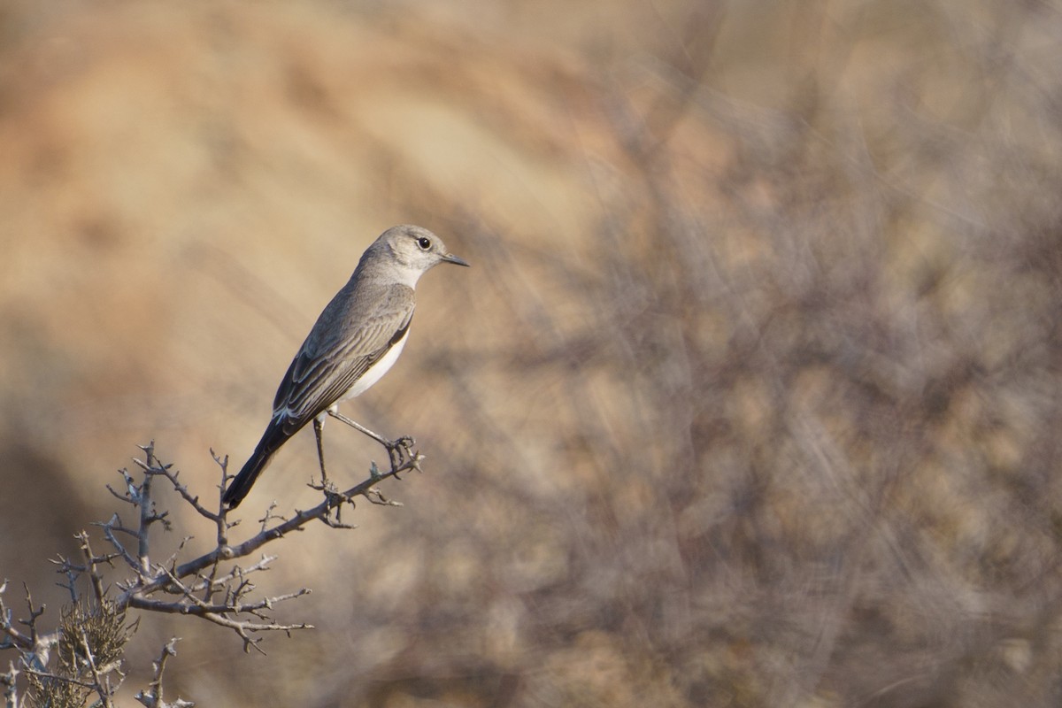 Karoo Chat - ML624211004