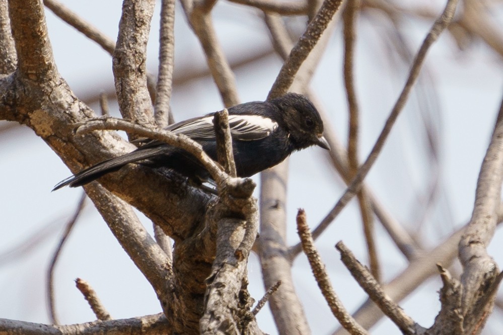 Carp's Tit - ML624211015