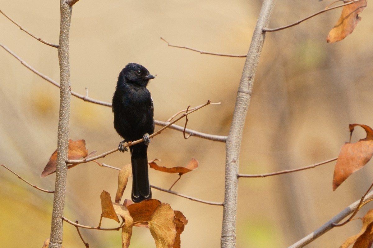 Carp's Tit - ML624211016