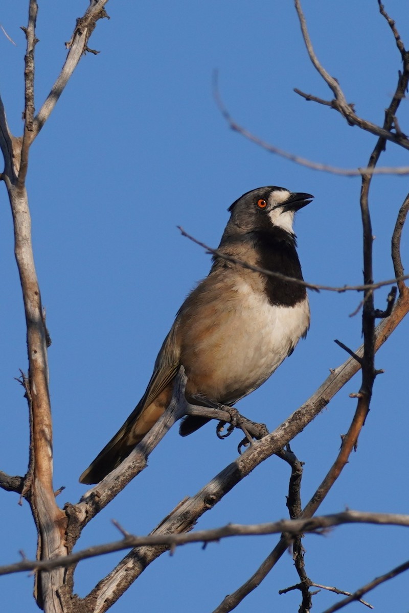 Crested Bellbird - ML624211017