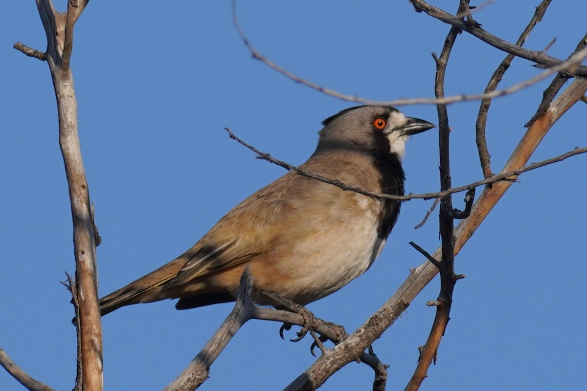 Crested Bellbird - ML624211018