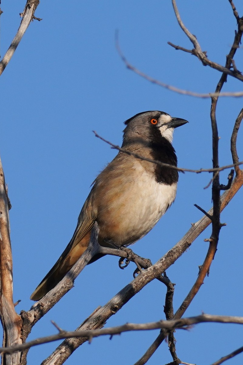 Crested Bellbird - ML624211019