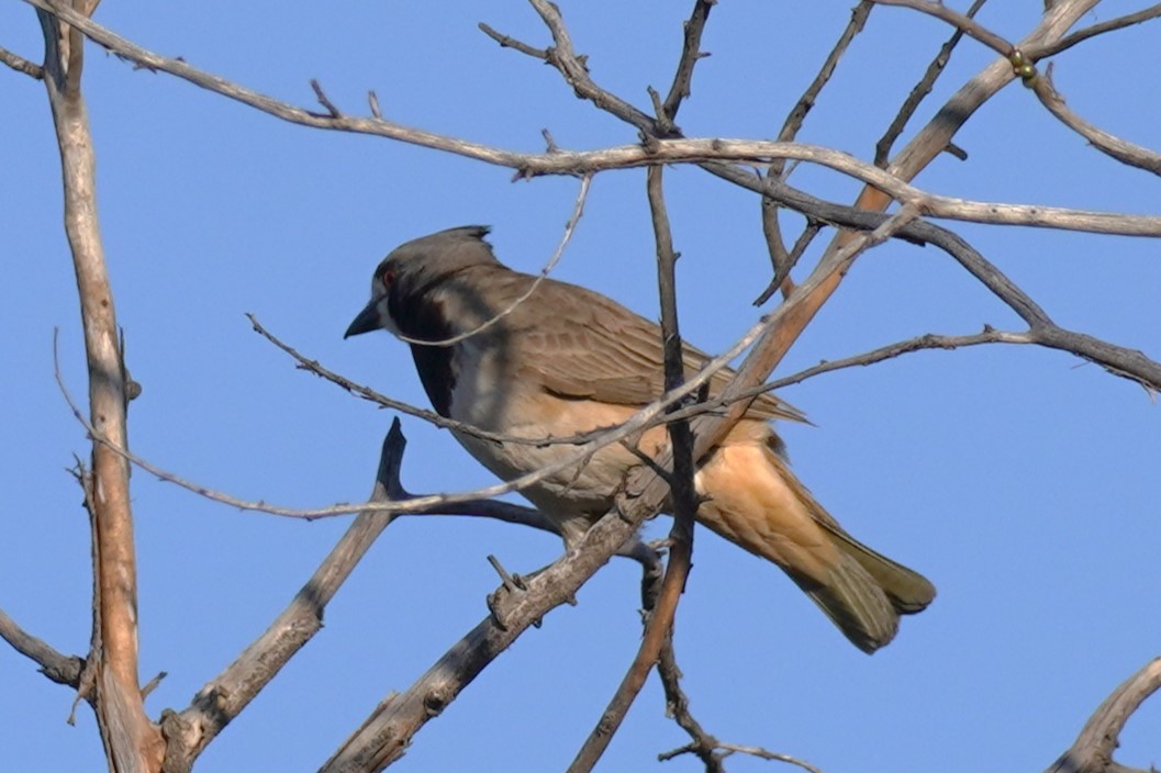 Crested Bellbird - ML624211020