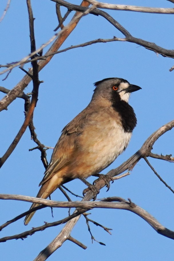 Crested Bellbird - ML624211021