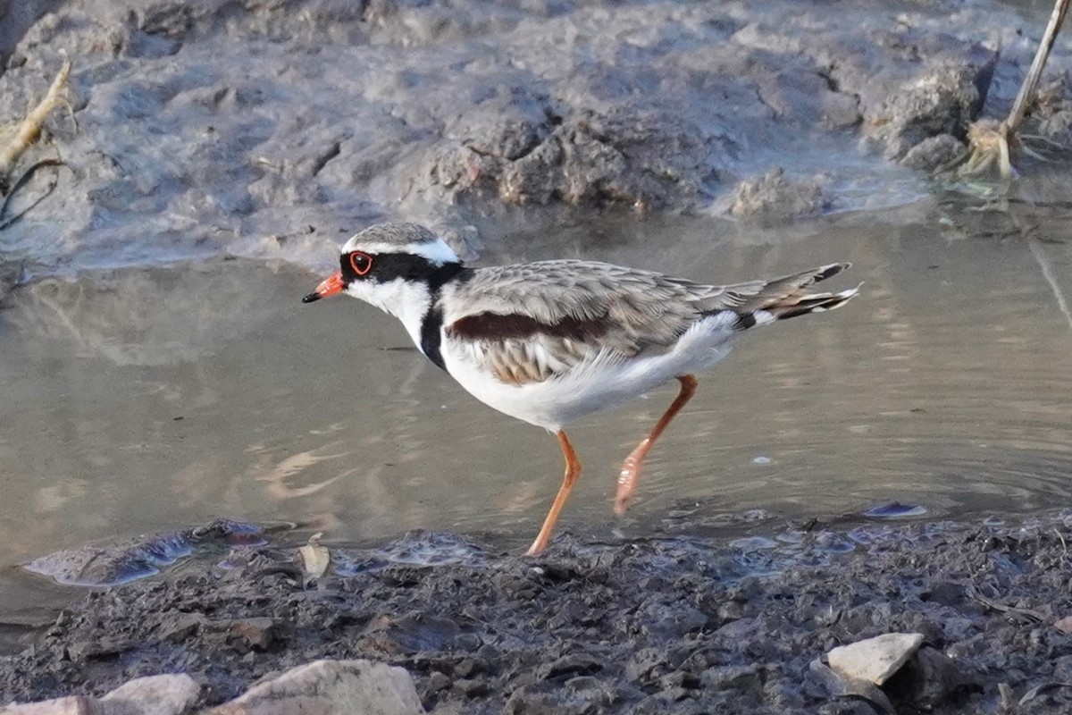 Black-fronted Dotterel - ML624211025