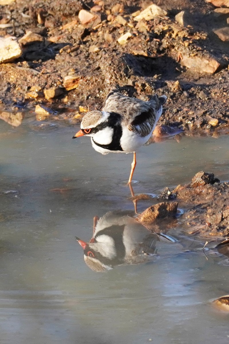 Black-fronted Dotterel - ML624211026