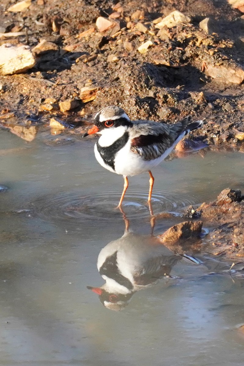 Black-fronted Dotterel - ML624211027