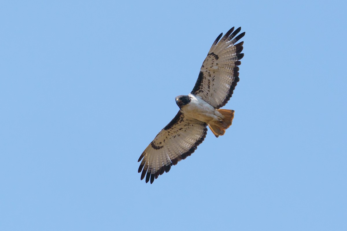 Augur Buzzard - ML624211028