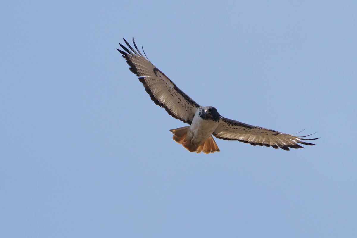 Augur Buzzard - ML624211029