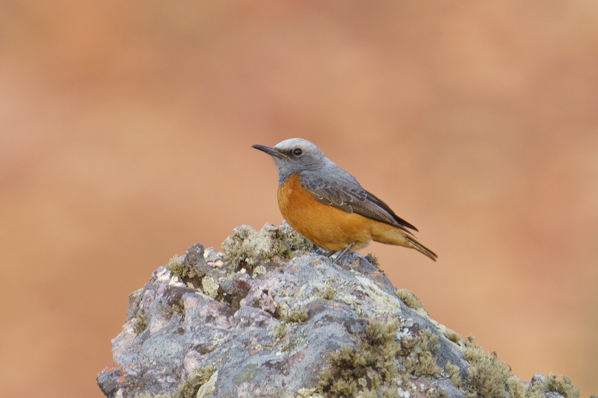 Short-toed Rock-Thrush - ML624211032