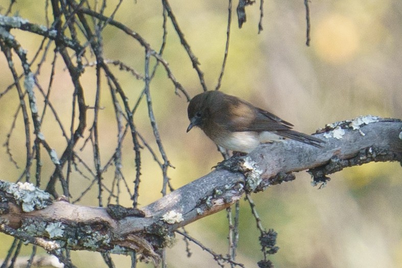 Angola Slaty-Flycatcher - ML624211035