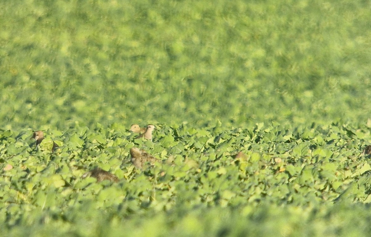 American Golden-Plover - Marcelina Poddaniec