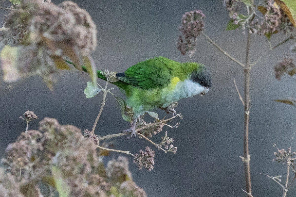 Gray-hooded Parakeet - ML624211046