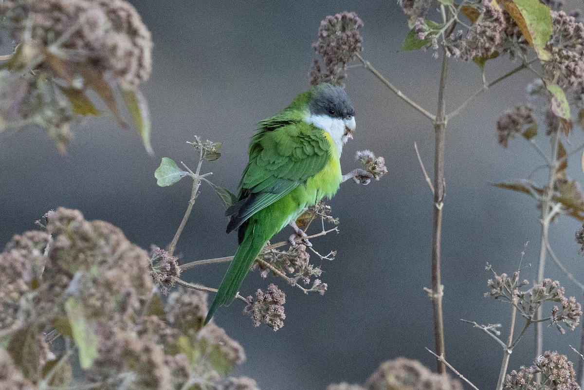 Gray-hooded Parakeet - ML624211047