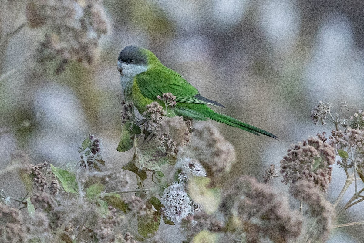 Gray-hooded Parakeet - ML624211048