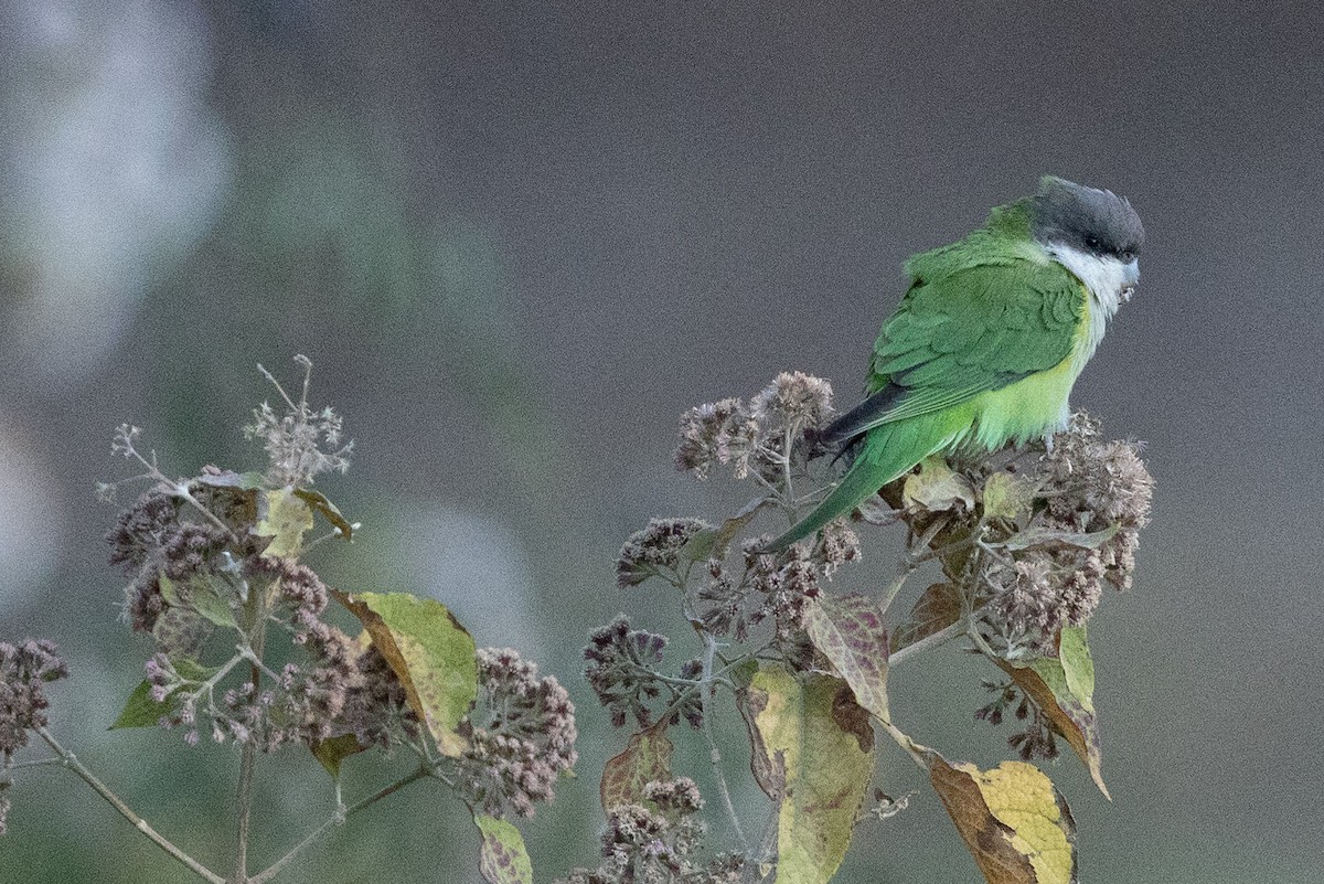 Gray-hooded Parakeet - ML624211049