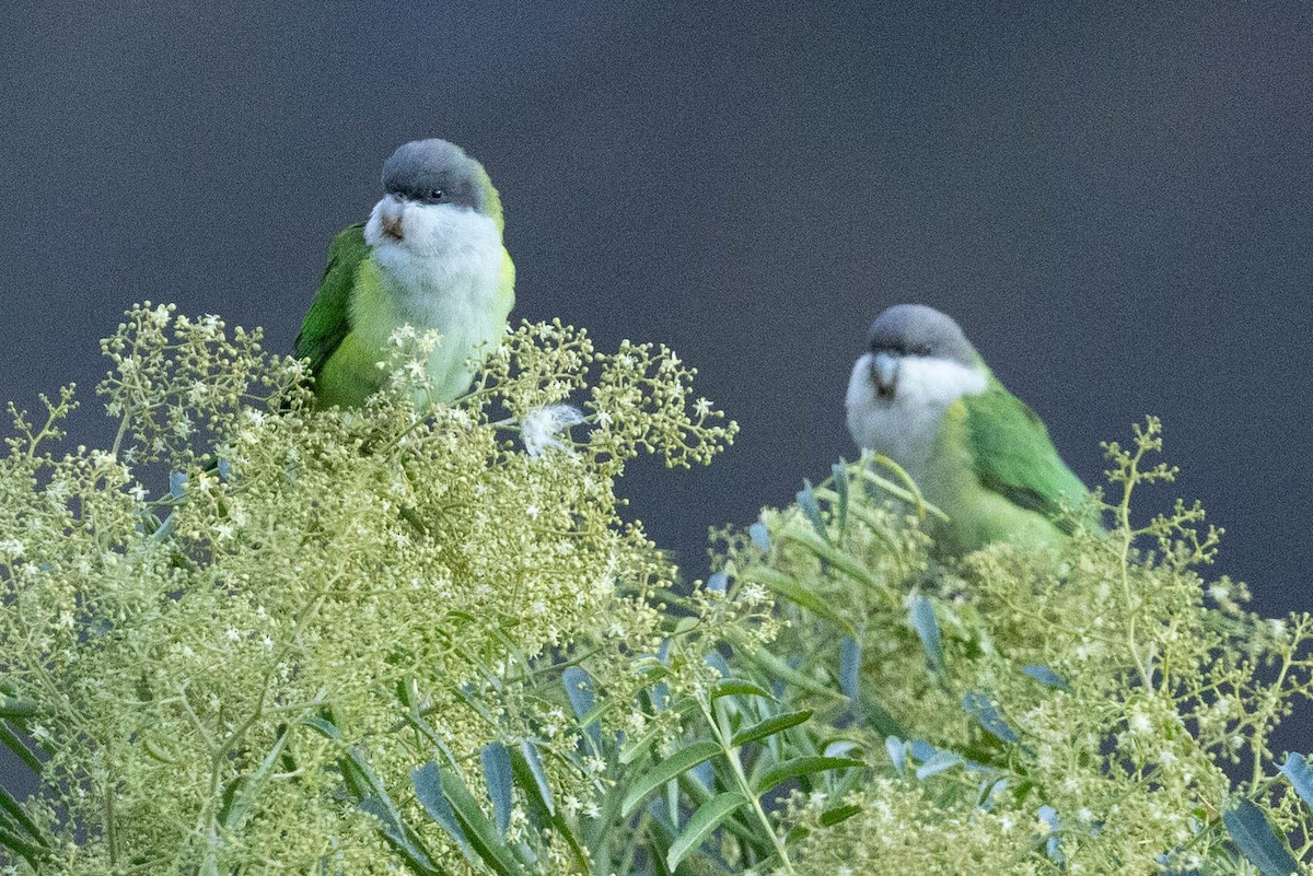 Gray-hooded Parakeet - ML624211050