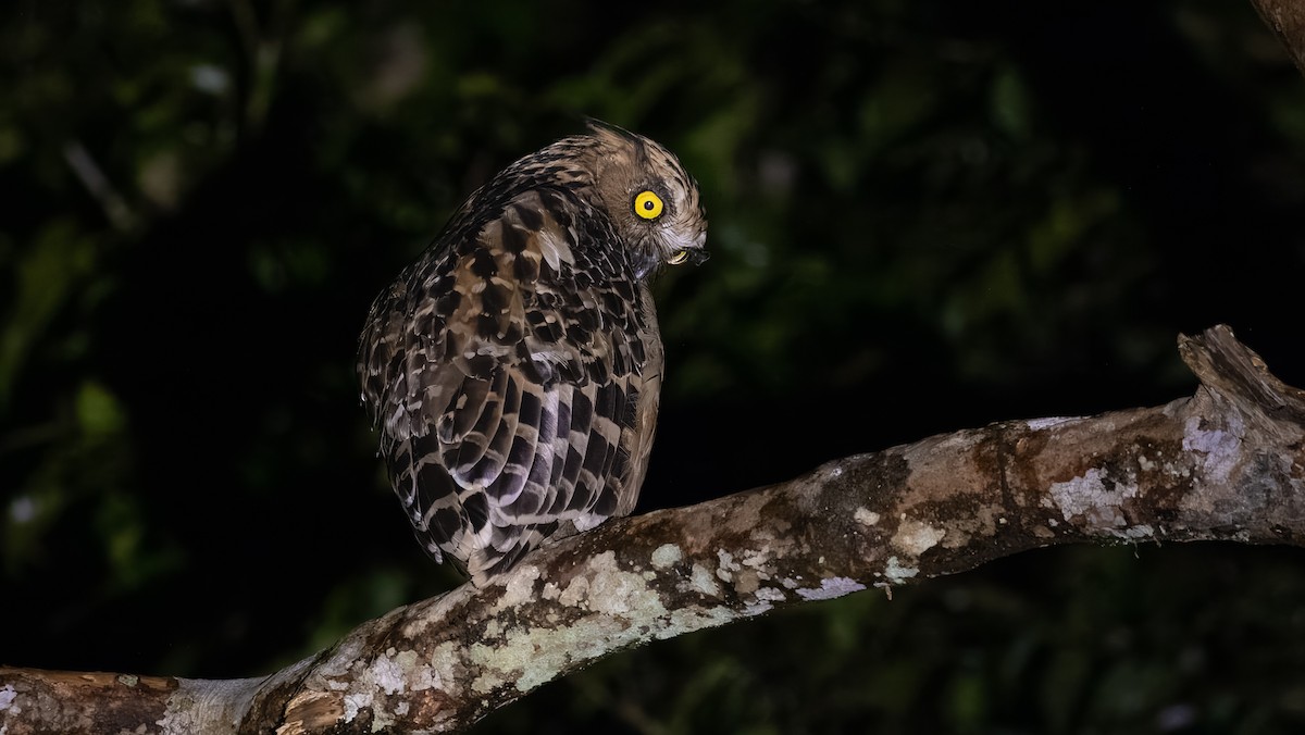 Buffy Fish-Owl - ML624211052