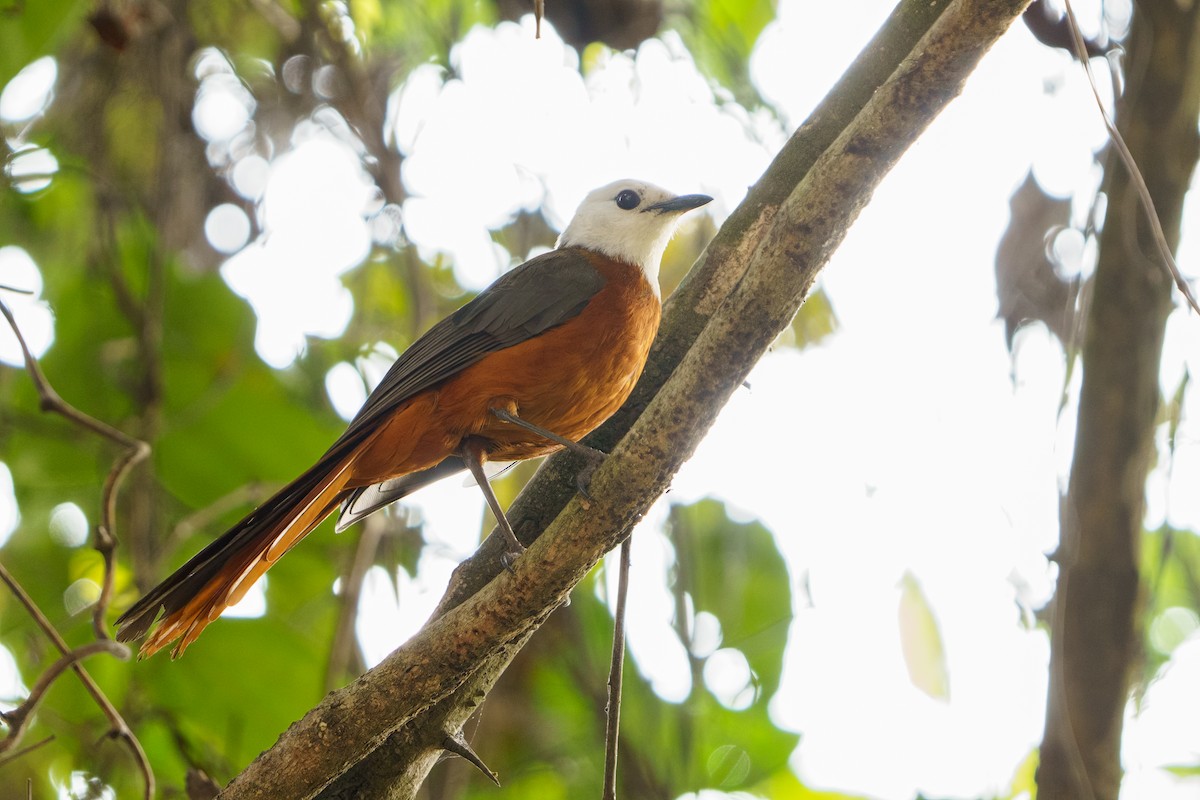 White-headed Robin-Chat - Reece Dodd