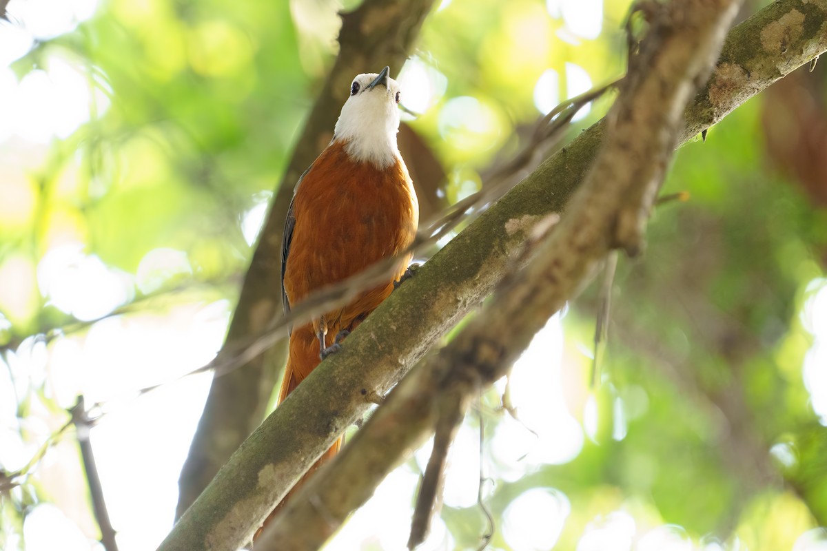 White-headed Robin-Chat - ML624211054