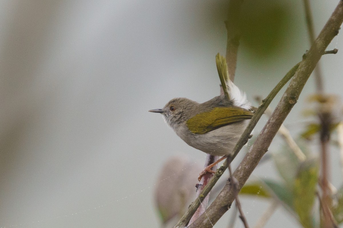 Hartert's Camaroptera - ML624211057