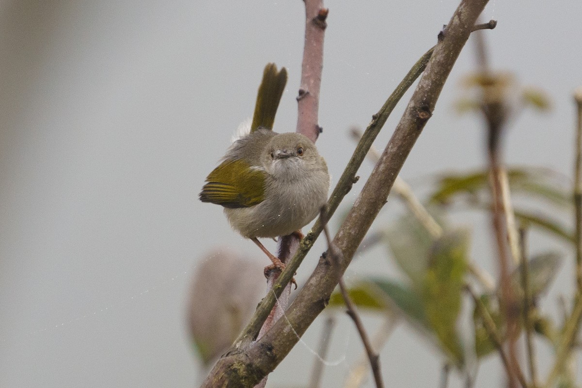 Hartert's Camaroptera - ML624211058