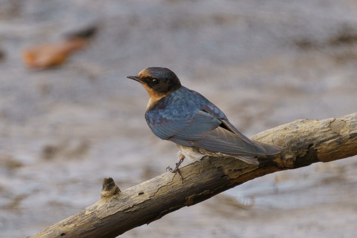 Angola Swallow - ML624211069