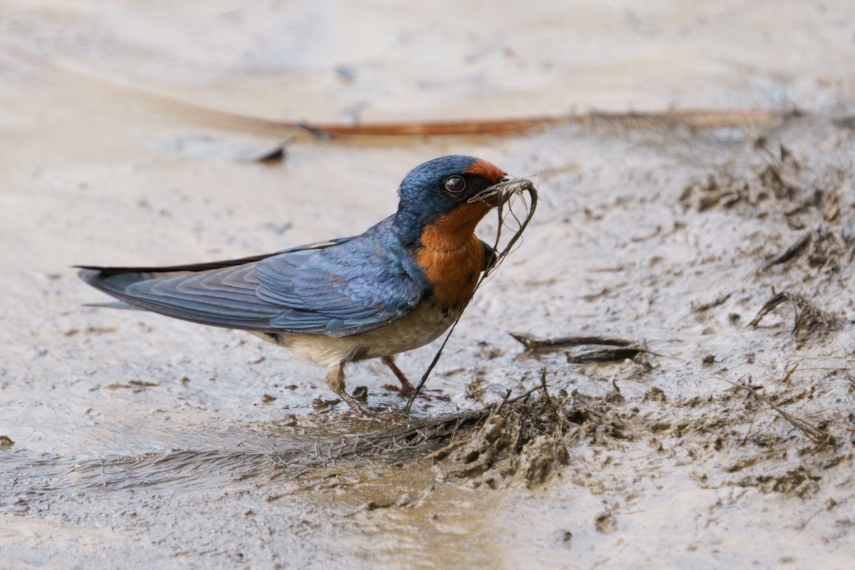 Angola Swallow - ML624211070