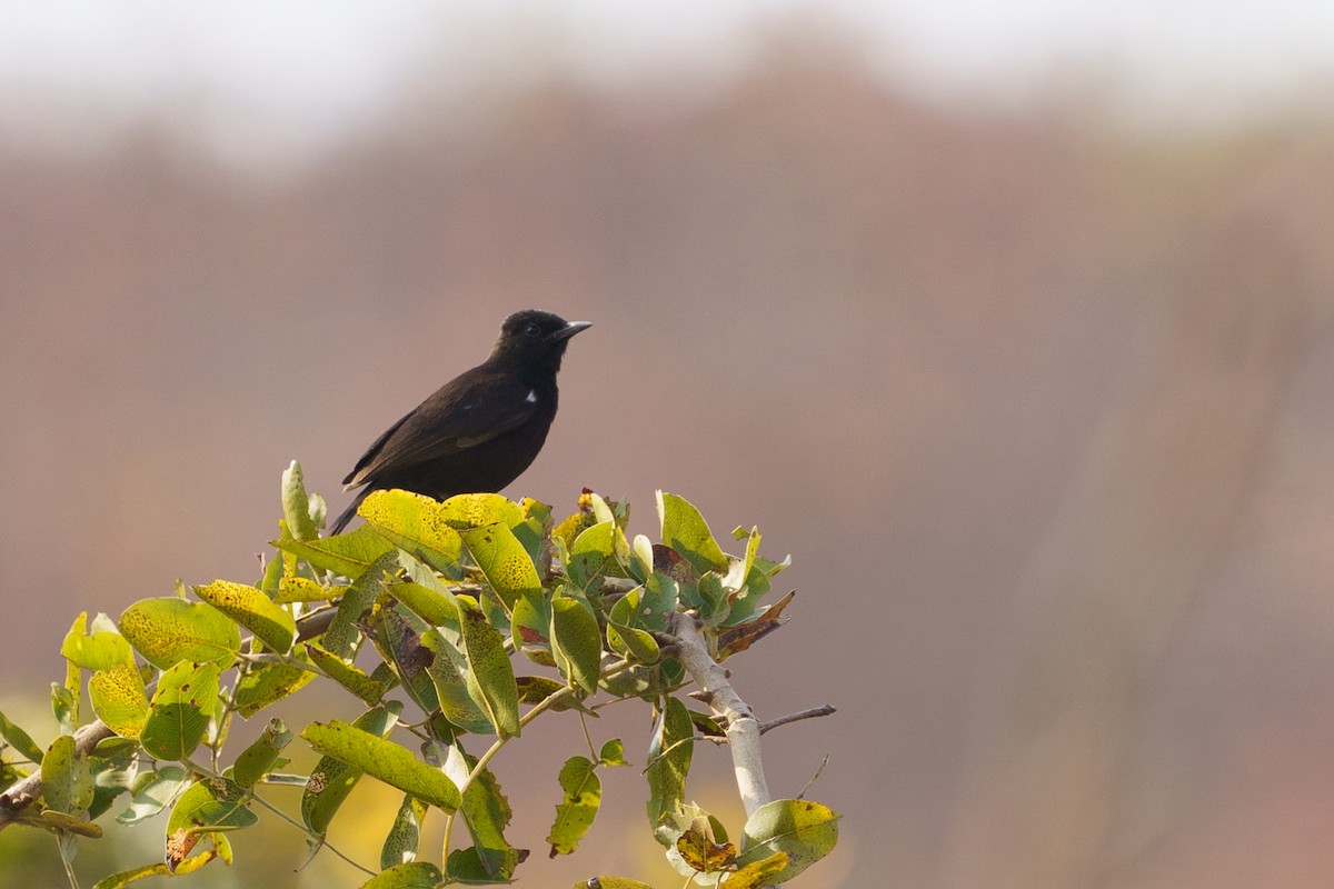 Sooty Chat - ML624211074