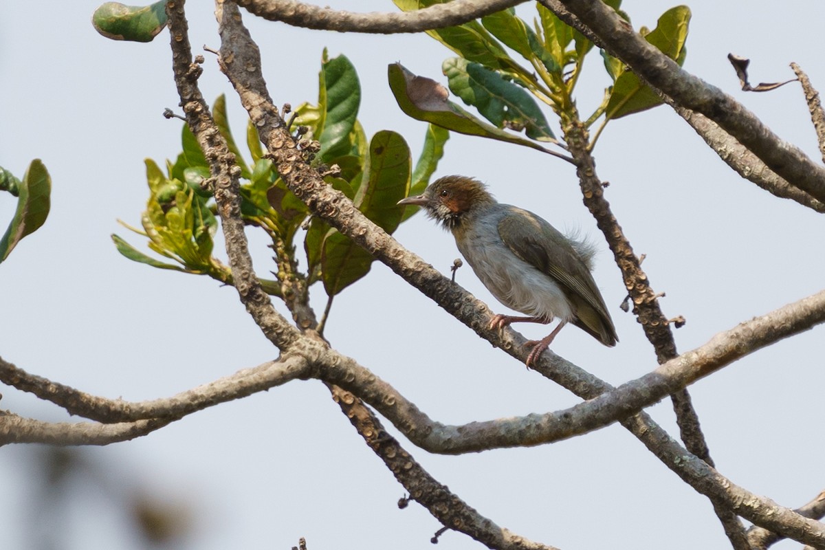 Red-capped Crombec - ML624211076