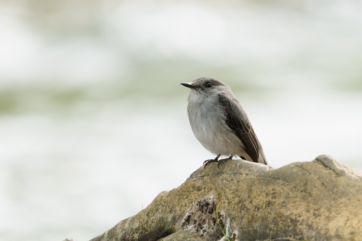 Cassin's Flycatcher - ML624211077